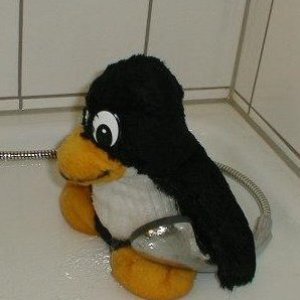 ✅ Master of the Penguins